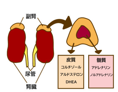 高アルドステロン症と低アルドステロン症の有病率